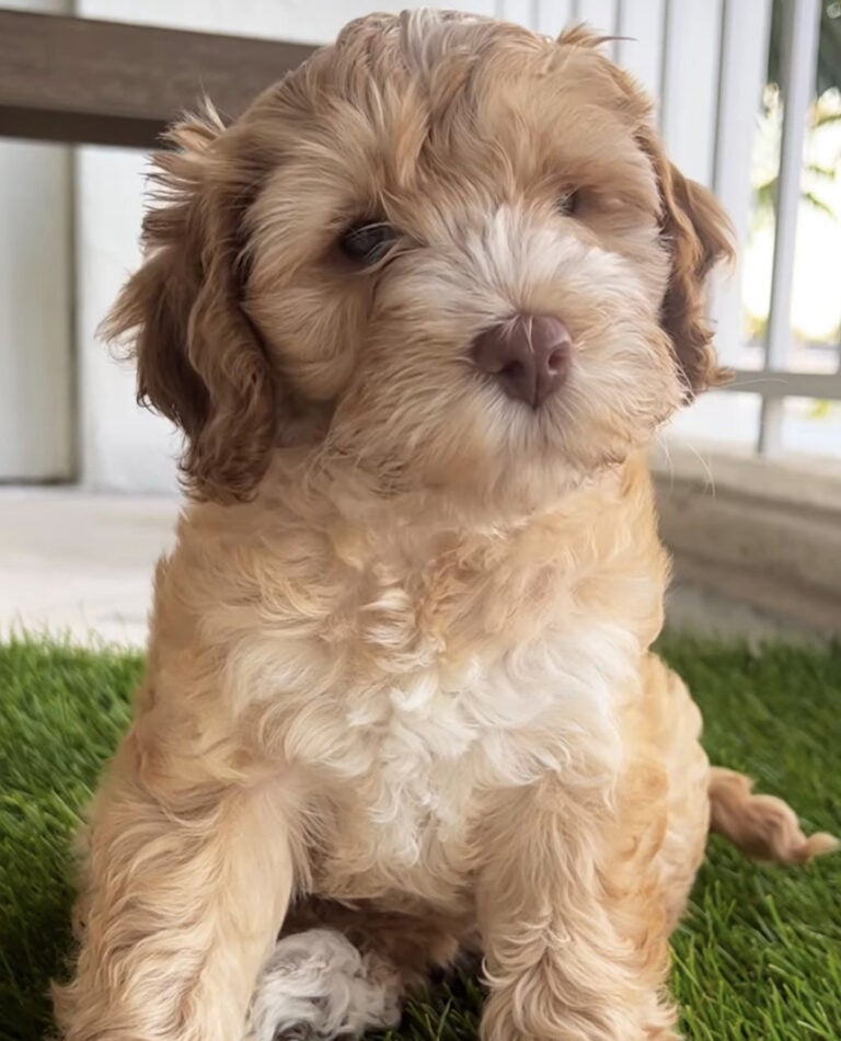 Introducing Ginger Sexton!